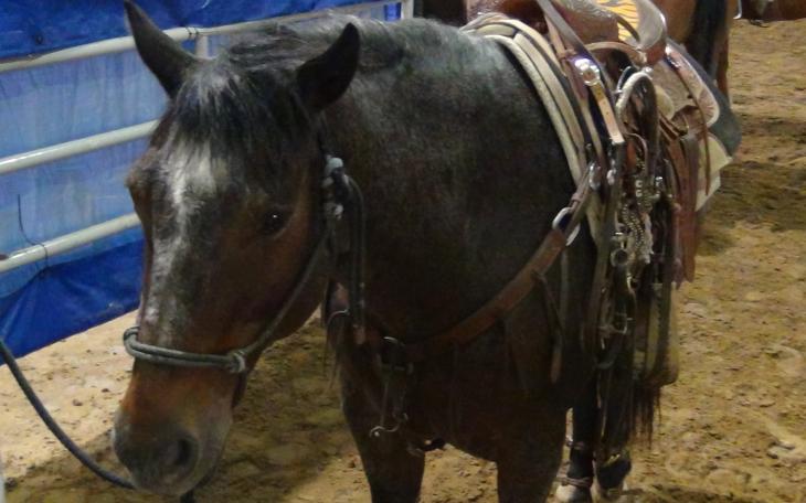 A Quarter Horse patiently awaits his turn for roping (LIVE! photo by Cheyenne Benson)