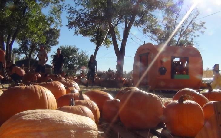 Large pumpkins line the straw covered walkways for families to shop and take pictures (LIVE! photo by Cheyenne Benson)
