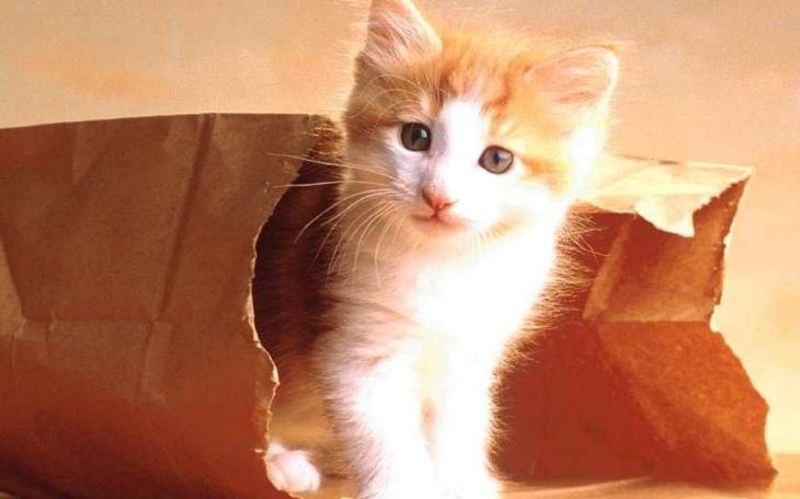 This means you've been tricked, stop 'awwing' (photo courtesy of rephrazer.blogspot.com)