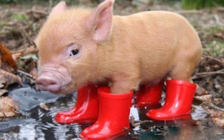 This barely has anything to do with the story (photo courtesy of phillymag.com)