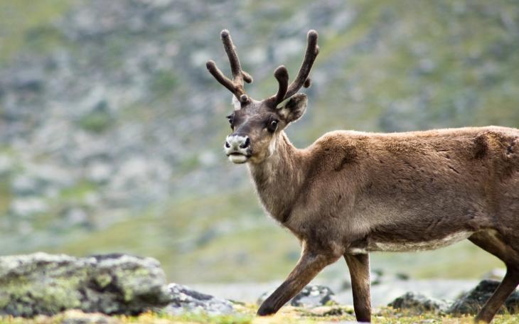 A reindeer, I know, it doesn't look aerodynamic to me either (photo courtesy of commons.wikipedia)