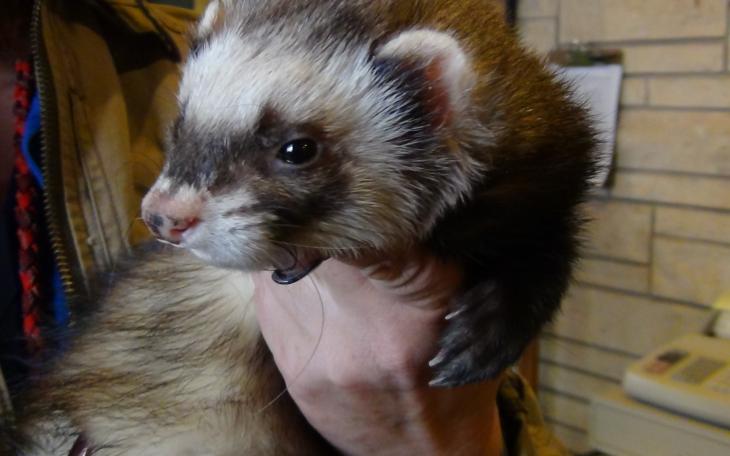 Bandit the ferret (LIVE! photo by Cheyenne Benson)
