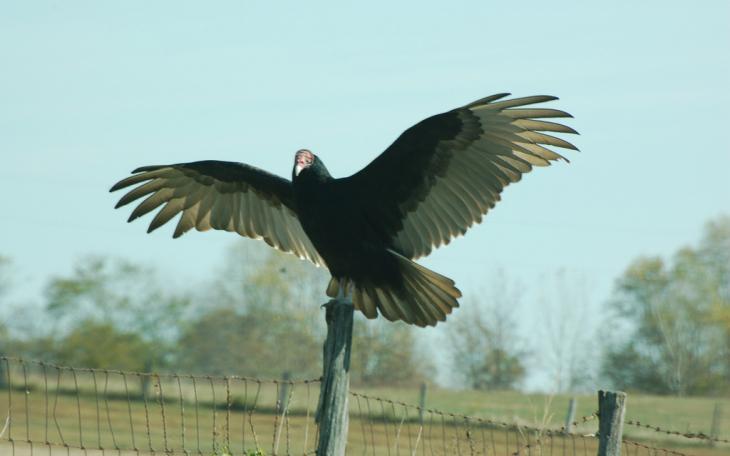 Buzzards like this one took out a Tahoe early Wednesday morning, June 4, 2014. (contributed by  bob at waldopics via Flickr)