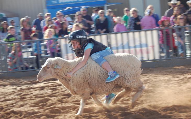 Kids took to the dirt on the midway Saturday for some mutton bustin' (LIVE! Photo by Kelsey Basquez)
