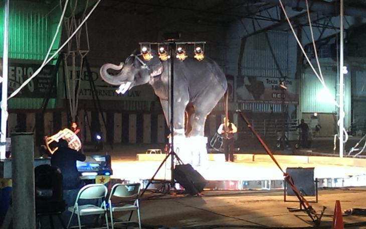 Bo the elephant does his tricks at Saturday's Shrine Circus performance in San Angelo. (LIVE! Photo by Chelsea Schmid)