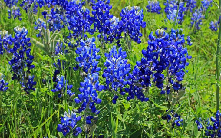 Texas Bluebonnets.  (LIVE! Photo/Archive)