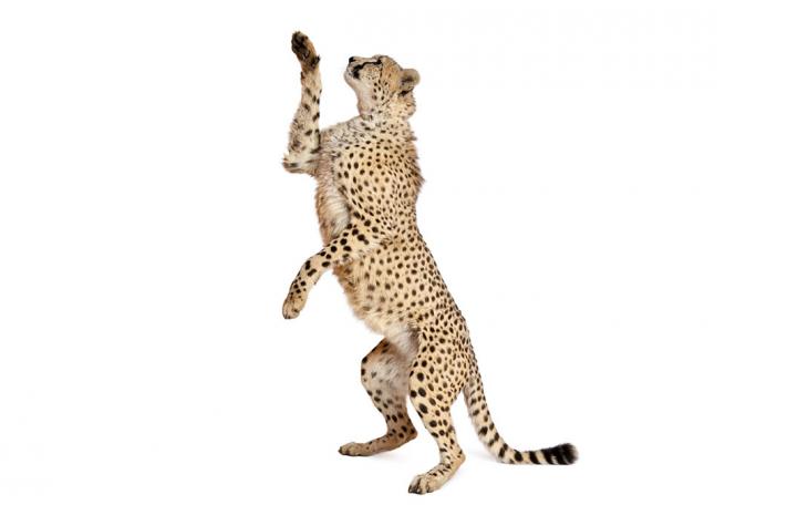 Cheetah (depositphotos)