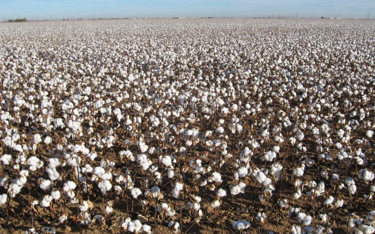 A cotton field in Texas,(Contributed/Kimberly Vardeman)
