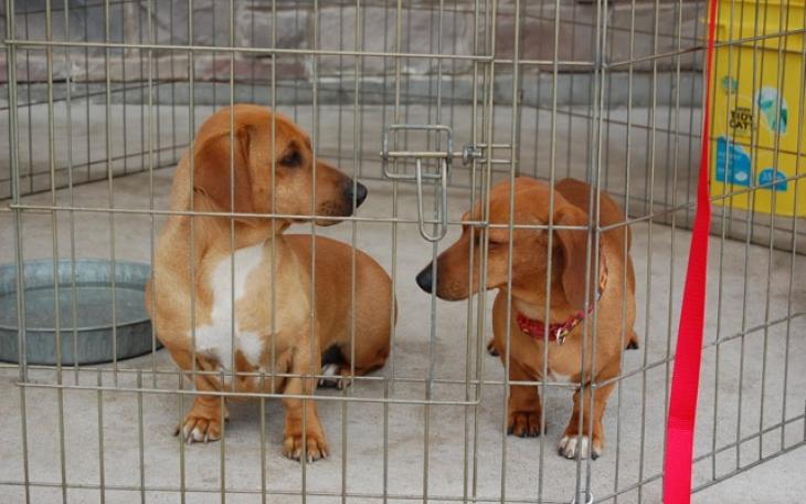 Adopt as a pair? Cute puppies. (LIVE! Photo/Joe Hyde)