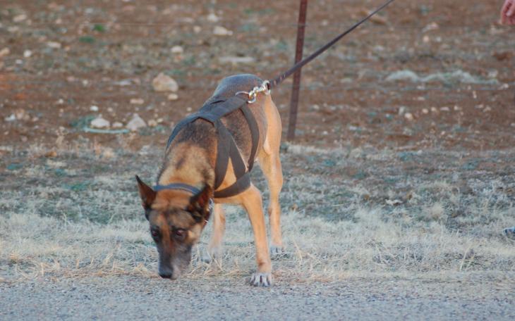 The city pound needs homes for many animals. (City of San Angelo picture)