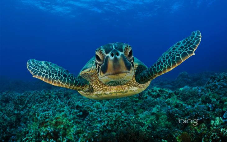 We asked San Angelo what they are thankful for, and got a lot of answers. One of them was turtles. (Photo courtesy of fanpop.com)