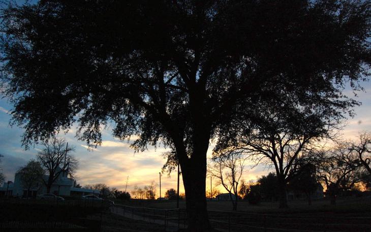 The most hated tree in San Angelo, Texas (LIVE! Photo/Joe Hyde)