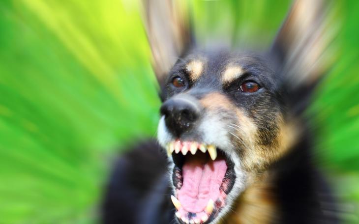 Police did not indicate what breed of dog was involved in the attack. (Contributed Photo) Police did not indicate what breed of dog was involved in the attack. (Contributed Photo)
