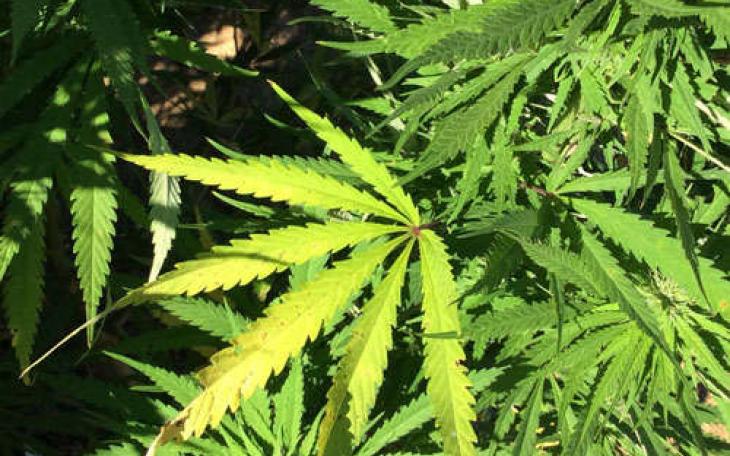 Cannabis plant.  (LIVE! Photo Archive)