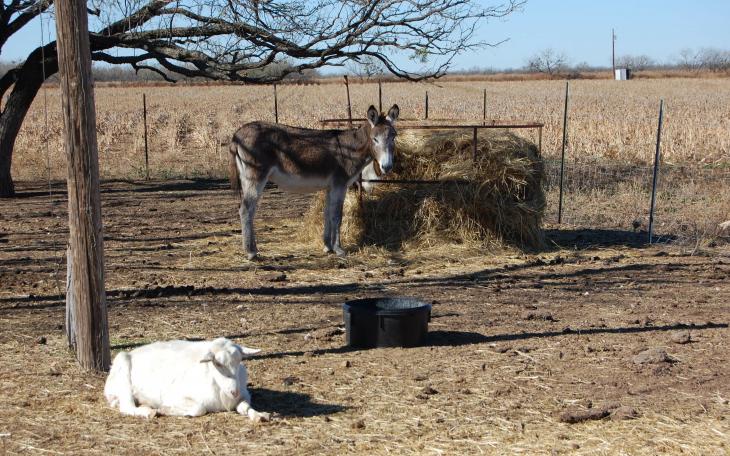 Donkeys are excellent companions for sheep or goatherds where they will provide protection from predatory animals. (LIVE! Photo/Joe Hyde)