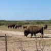 Bison feeding in San Angelo State Park (LIVE! Photo/Yantis Green)