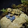 Texas Horned Lizard Hatchling (Contributed/TPWD)