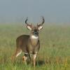 White Tail Deer