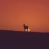 Donkey at Sunset (Contributed/twitter.com)