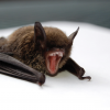 Rabid Bat