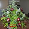 Marijuana Christmas Tree (Courtesy/googleimages)