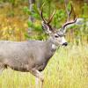 A Mule Deer