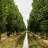 A watering runoff system runs down the orchard rows at Belding Farms. It acts as an irrigation mechanism to prevent run-off.