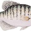 White Crappie Growth in Brady Creek Reservoir Reveals Rapid Development, Survey Finds