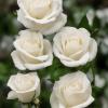 The White Rose Support Group is hosting a candlelight service at 6:30 p.m. Sunday, Dec. 1, in the White Rose Garden, located at Shannon Women’s & Children’s Hospital, 201 E. Harris.