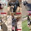 Deadline Looms for Six Shelter Dogs