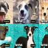 Fifteen dogs at the San Angelo Animal Shelter are at risk of euthanasia unless they are adopted, fostered, or transferred to another rescue by 4 p.m. on Saturday, January 11.