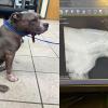 Concho Valley PAWS is seeking donations for a severely injured stray dog, Pippa, who was found after being shot in the face. 