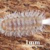 The millipede is covered with tufts of hair-like structures.  Y. D. Yang Wang Y, Jin A, Gao S, Wang J, Dong Y (2025)