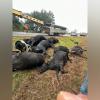 Eight stolen Angus cattle were found dead inside an abandoned trailer on Highway 19 South in Houston County, authorities said.