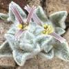 Close-up view of "Wooly Devil." NPS / D. Manley