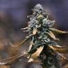 Texas lawmakers this year heavily focused their drug policy agenda on banning THC products in the state, while offsetting that by expanding the medical marijuana industry.