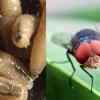 New World Screwworm and its adult Fly form