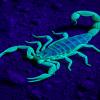 Scorpion Under UV Light