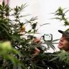 Texas Original Director of Cultivation Jason Sanders gives a tour of the business’ facility on Sept. 26, 2024. Texas Original is Texas’ first licensed medical cannabis distributor
