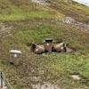 Many Toter trash containers washed into the Houston Harte Expy, likely from the East Ditch.