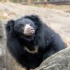 Vicki, a 12-year-old sloth bear from the Smithsonian National Zoo