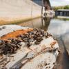 Clean Drain Dry Zebra Mussels