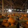 The small Texas town of Floydada has become known as the Pumpkin Capital of the U.S.