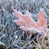 Frost 