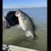 Texas Parks and Wildlife Department personnel recently surveyed O.C. Fisher Reservoir and found encouraging results in the lake at San Angelo State Park.
