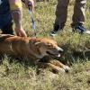 A dog was injured Thursday after being dragged by a rope attached to a vehicle outside the San Angelo animal shelter, according to Concho Valley PAWS. A dog was injured Thursday after being dragged by a rope attached to a vehicle outside the San Angelo animal shelter, according to Concho Valley PAWS.