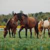 Equine, Horses