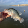 O.C. Fisher Reservoir, which continues to recover after falling below 1% capacity, was stocked with white crappie Wednesday.