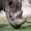 Uhuru the Rhino from the Abilene Zoo