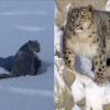 Snow Leopard